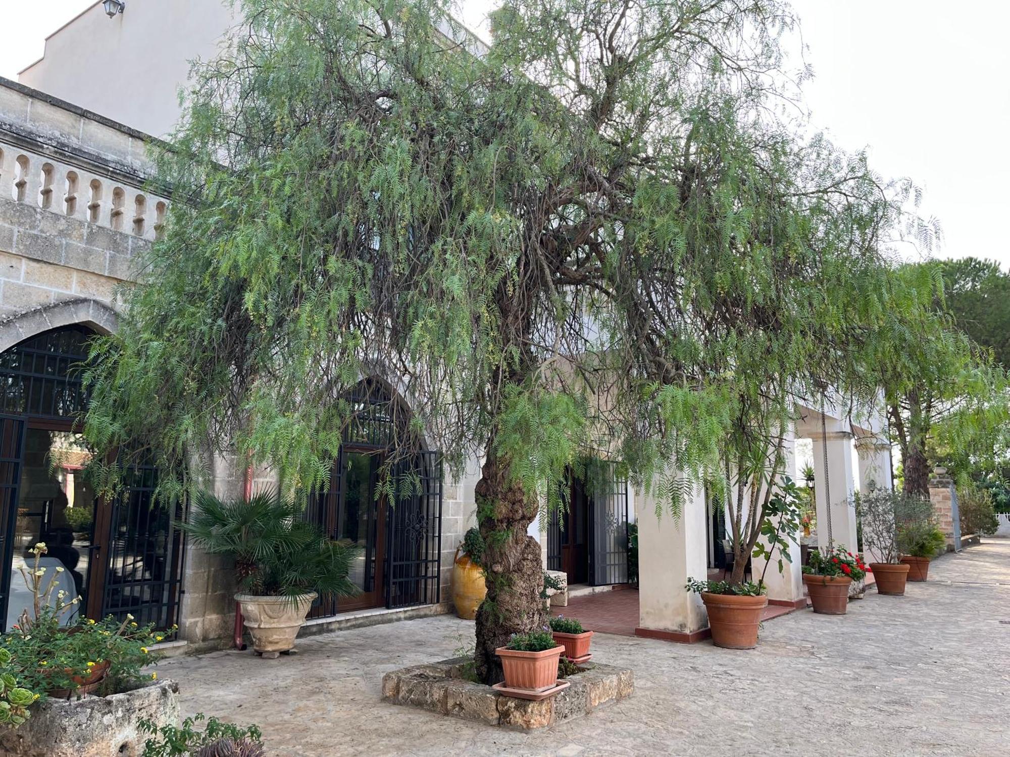 סאווה Masseria La Camardia מראה חיצוני תמונה